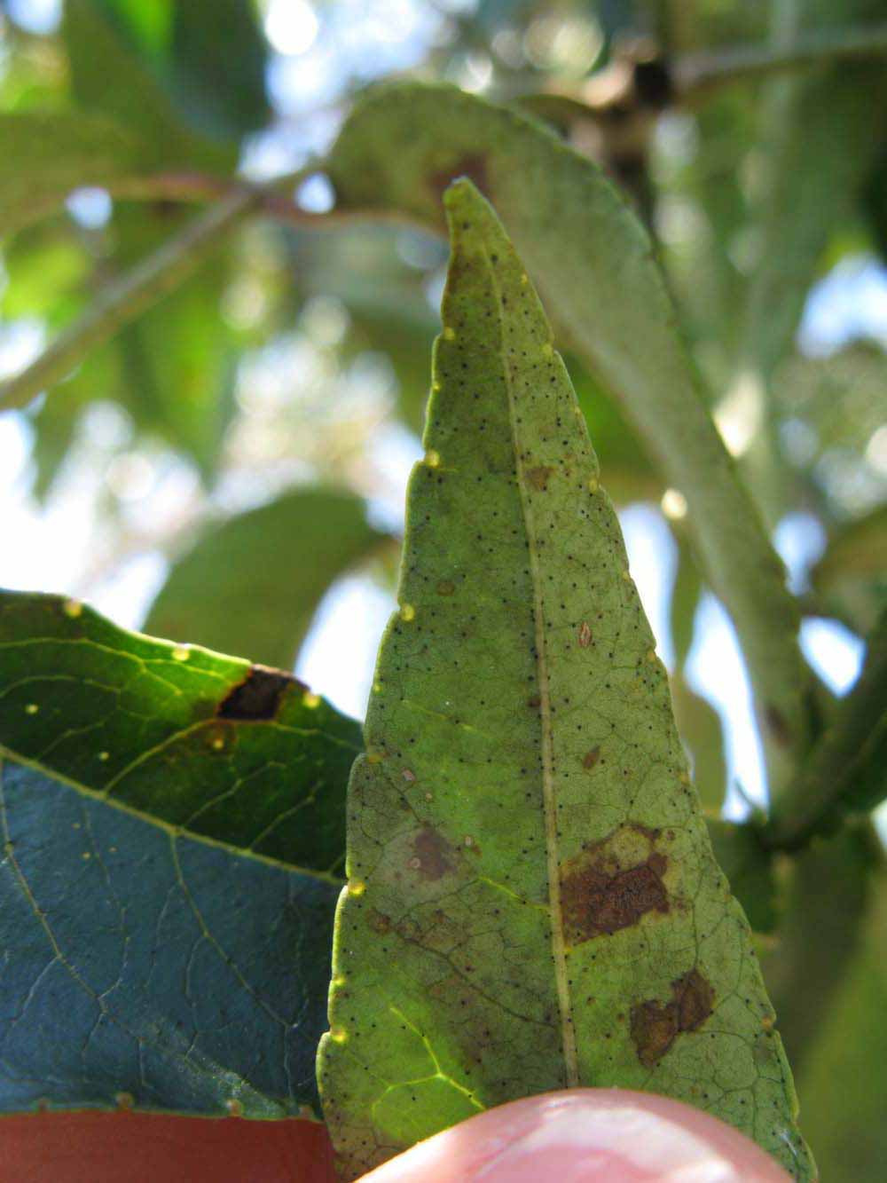              Margin (Winter Haven, FL)       